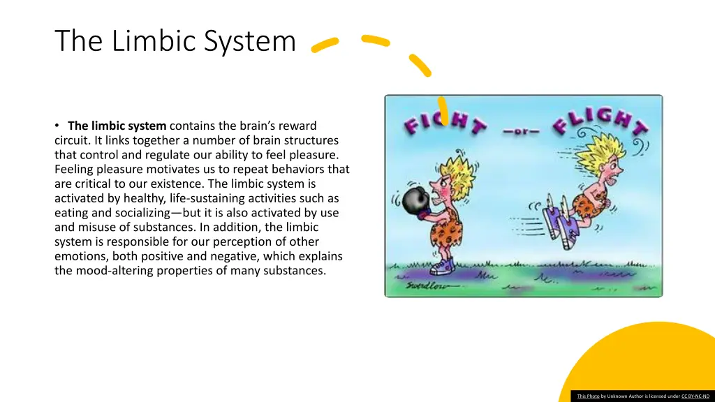 the limbic system