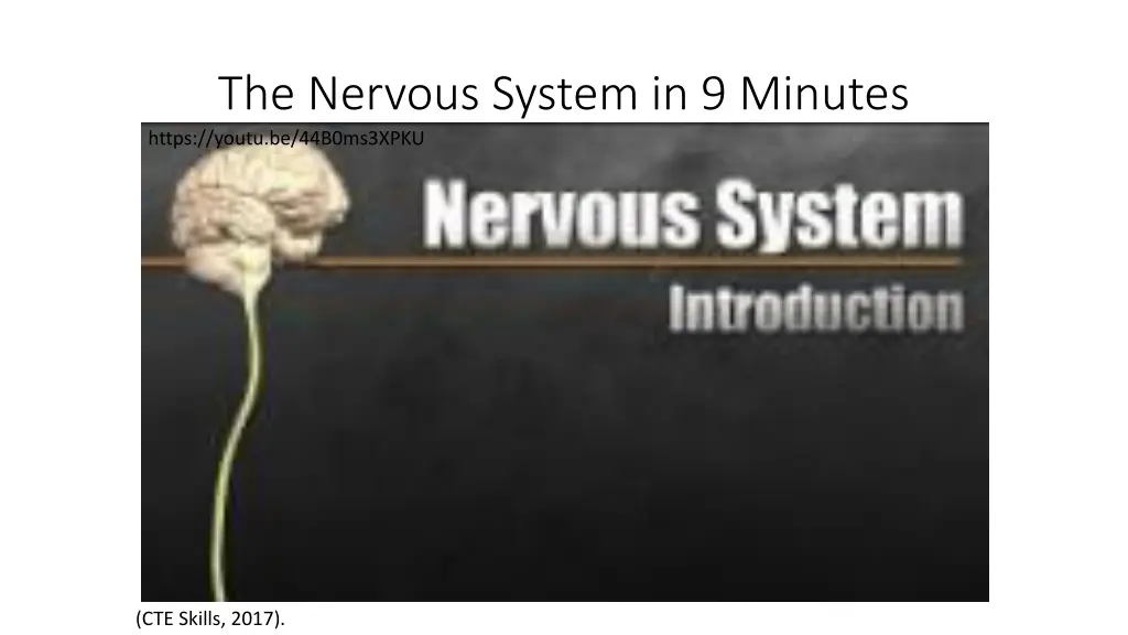 the nervous system in 9 minutes https youtu