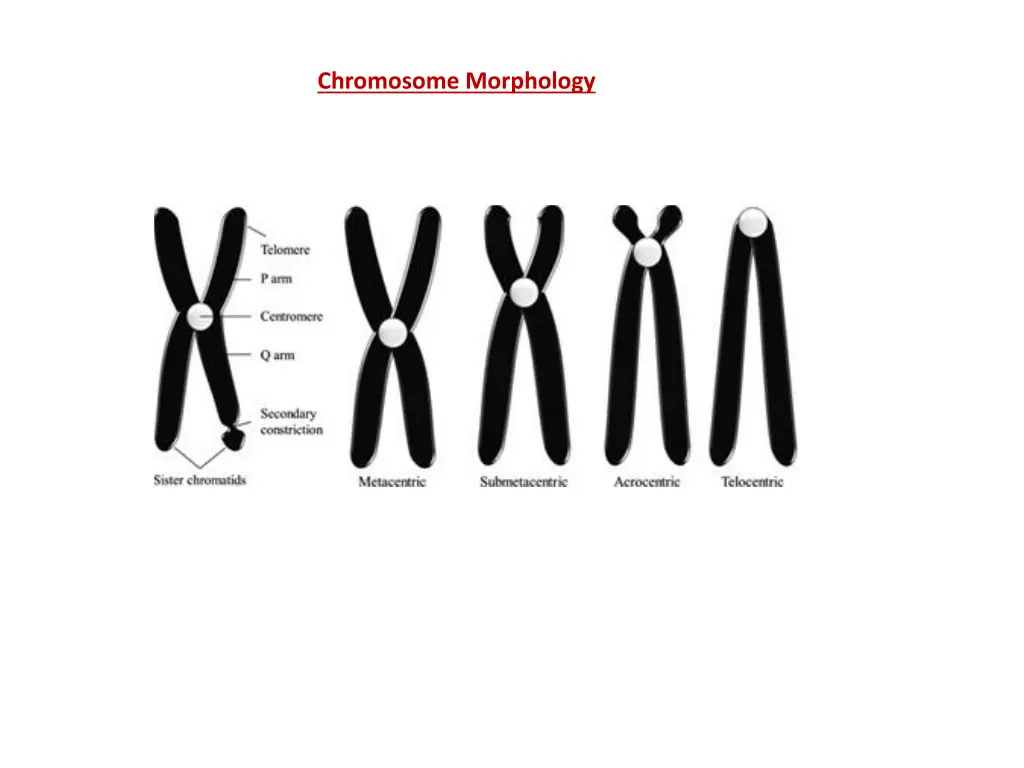 chromosome morphology