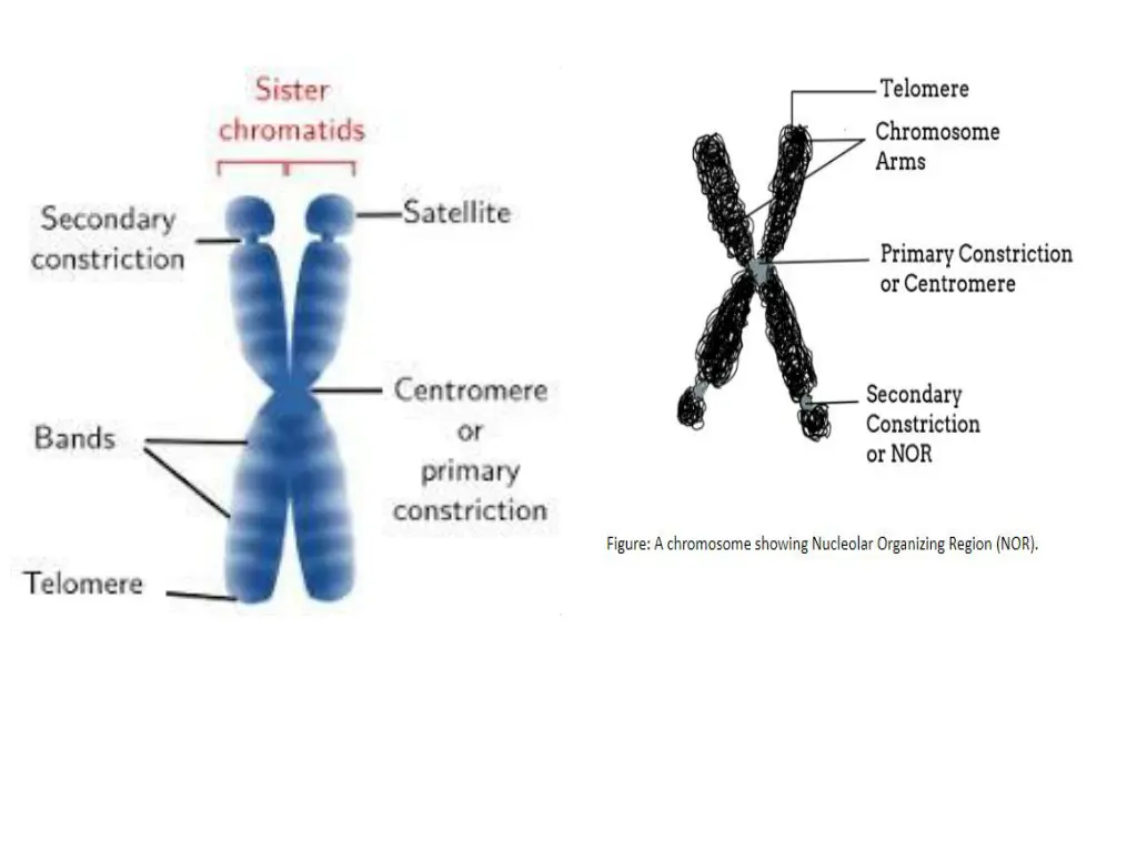slide11