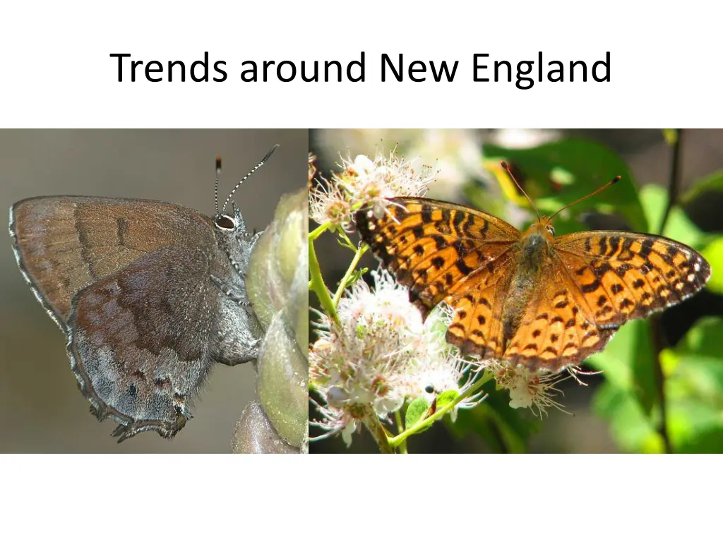 trends around new england