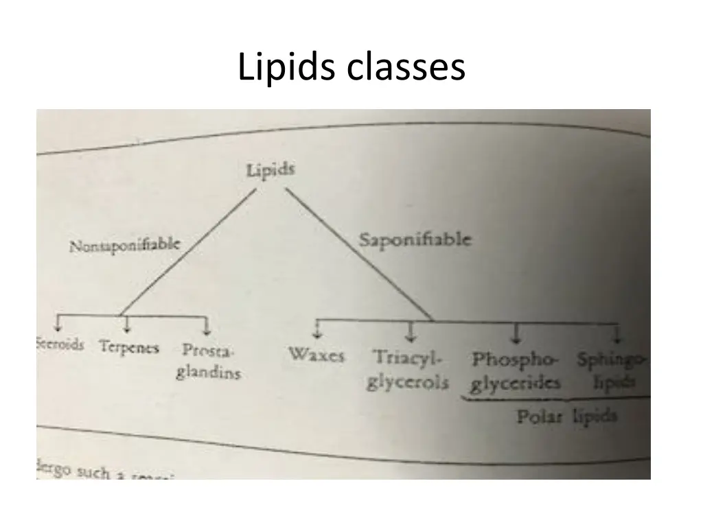 lipids classes
