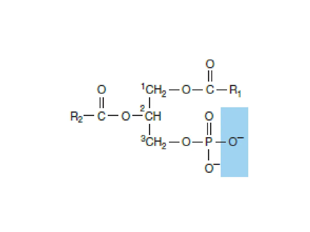 slide18