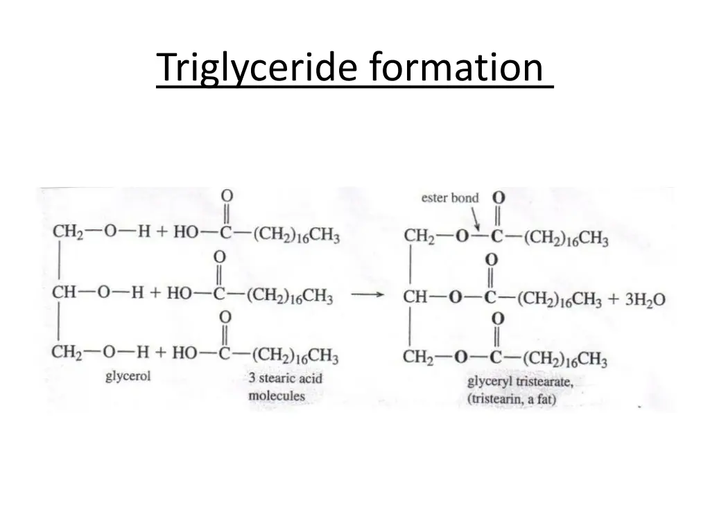 triglyceride formation