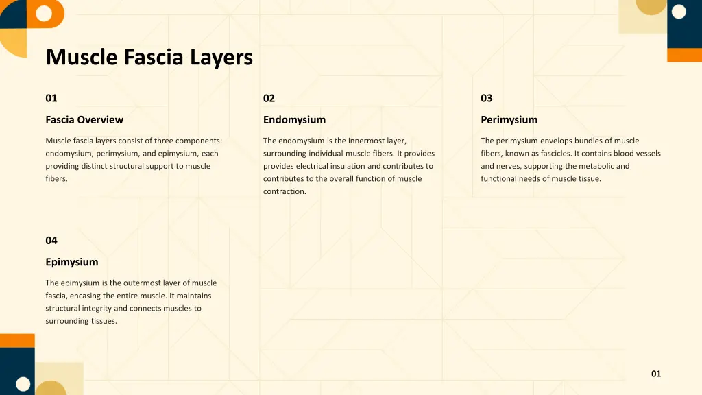 muscle fascia layers