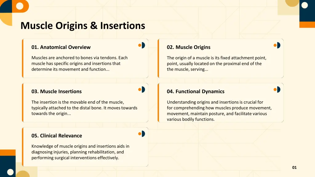 muscle origins insertions