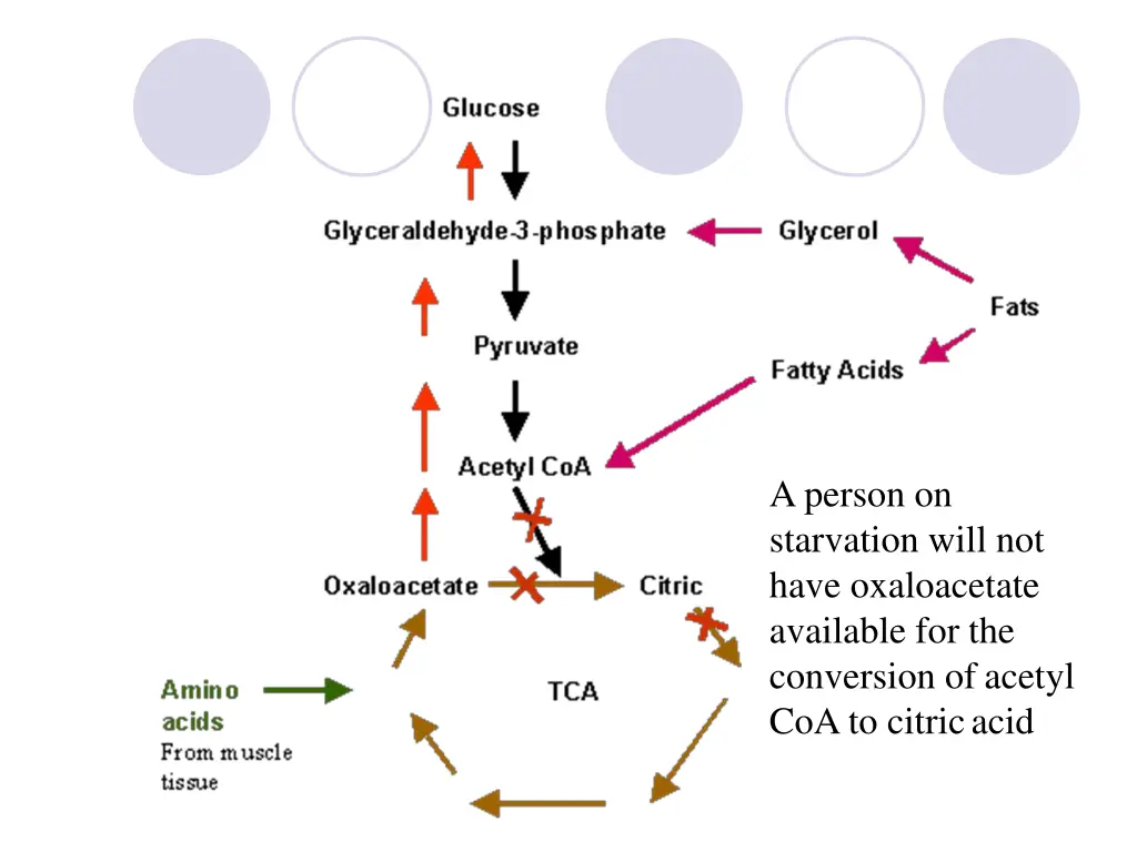 a person on starvation will not have oxaloacetate