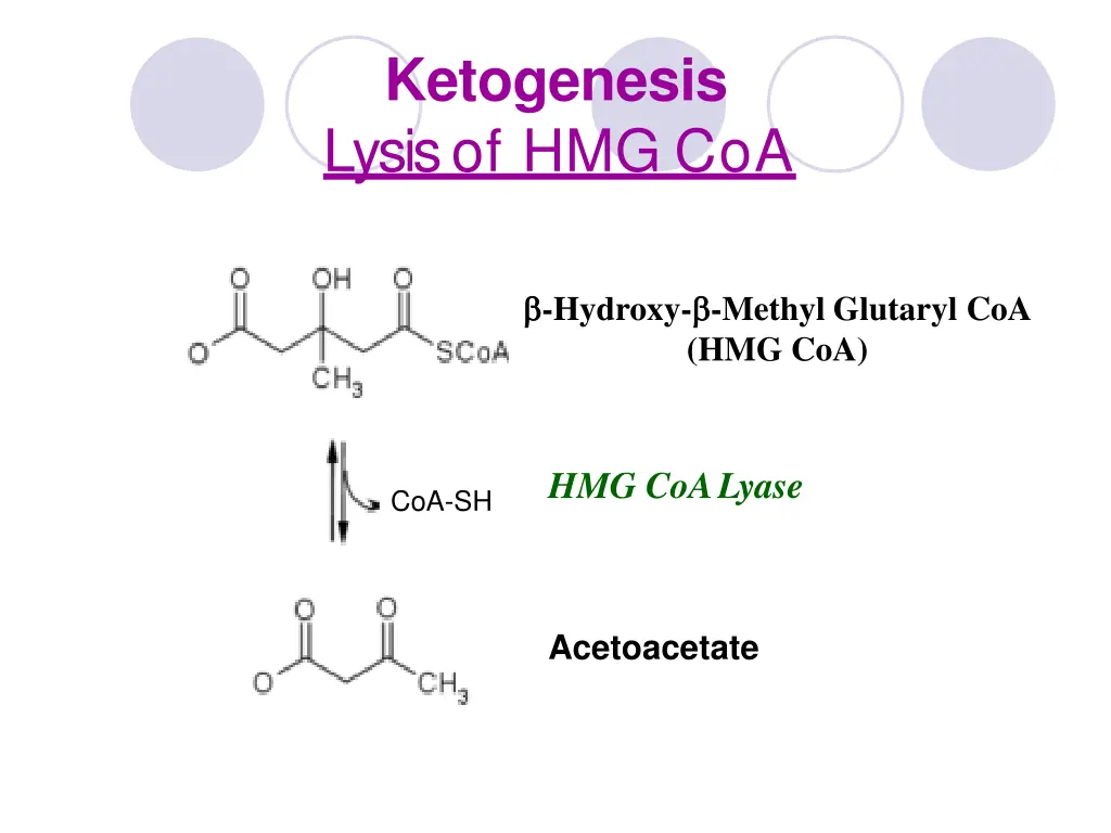 ketogenesis lysis of hmg coa