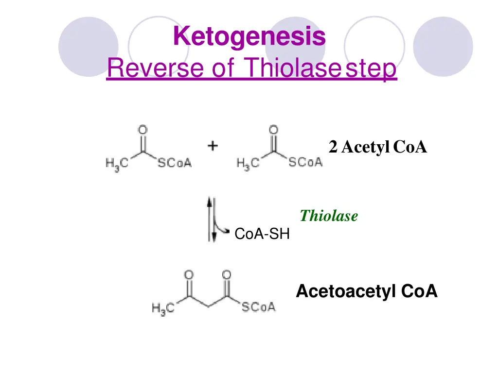 ketogenesis reverse of thiolasestep
