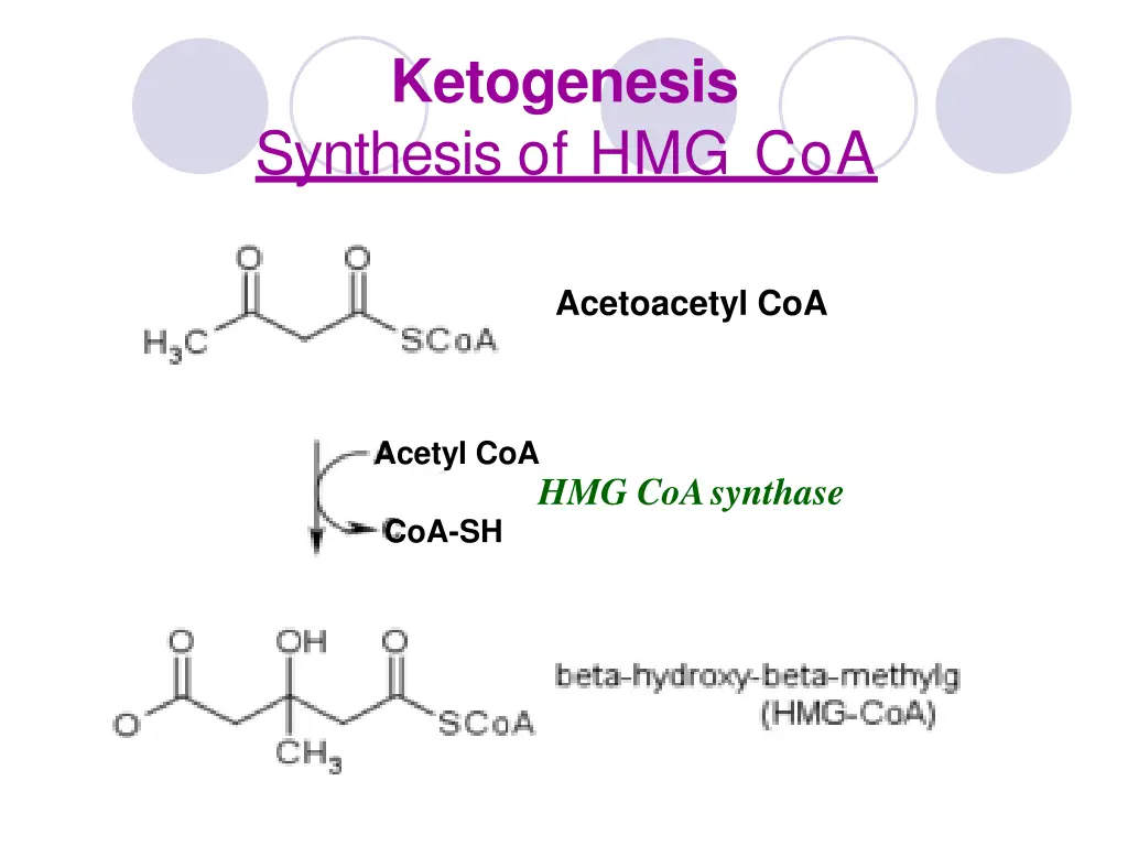 ketogenesis synthesis of hmg coa