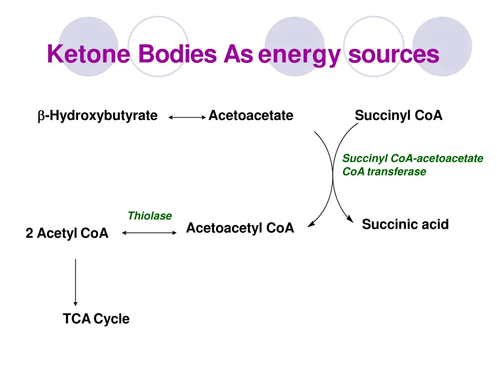 ketone bodies as energy sources