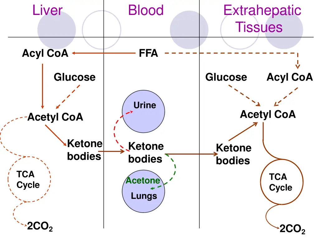 liver