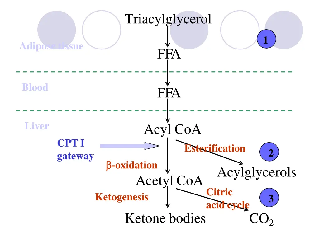 triacylglycerol