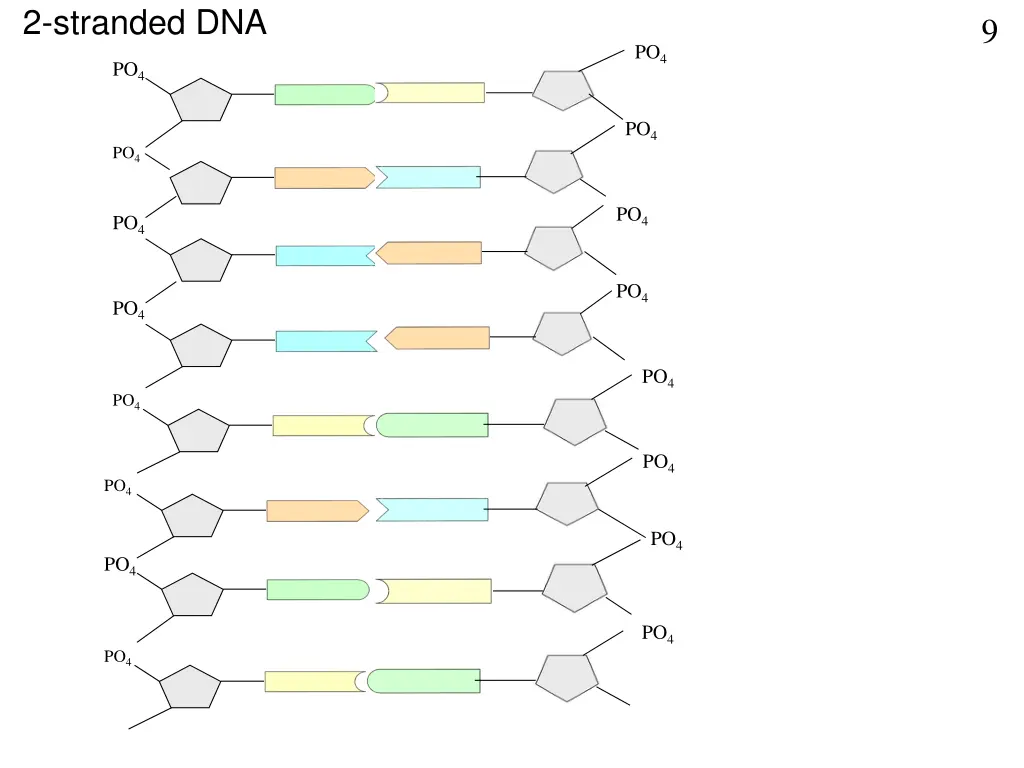 2 stranded dna