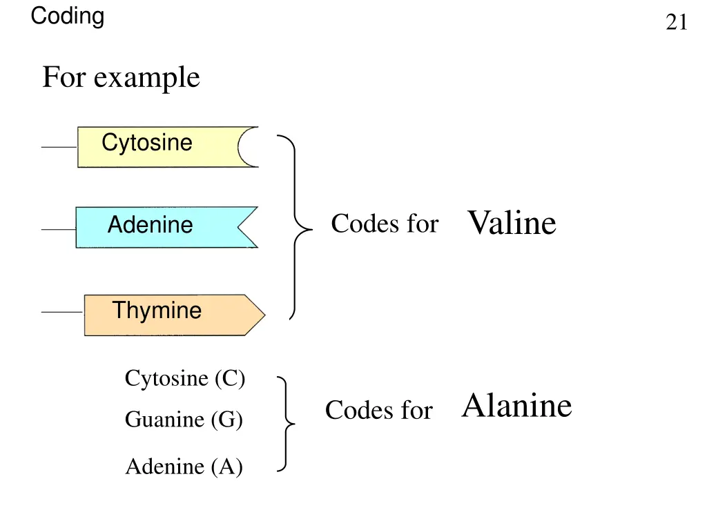 coding
