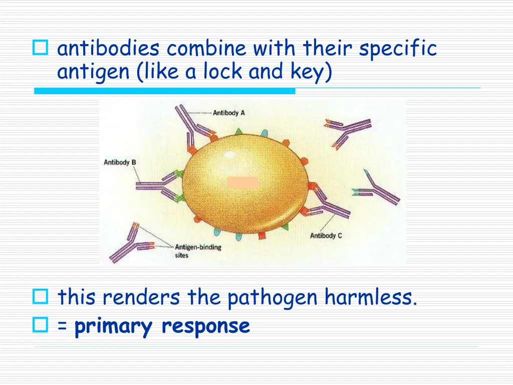 antibodies combine with their specific antigen