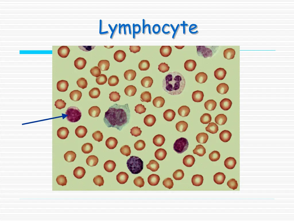 lymphocyte