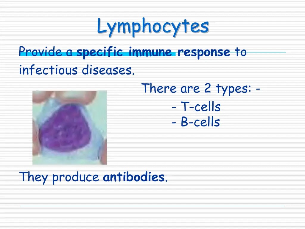 lymphocytes