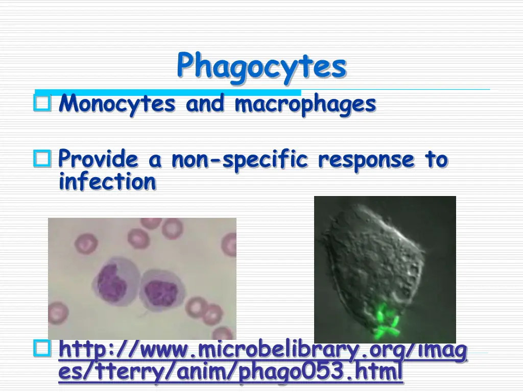 phagocytes 1
