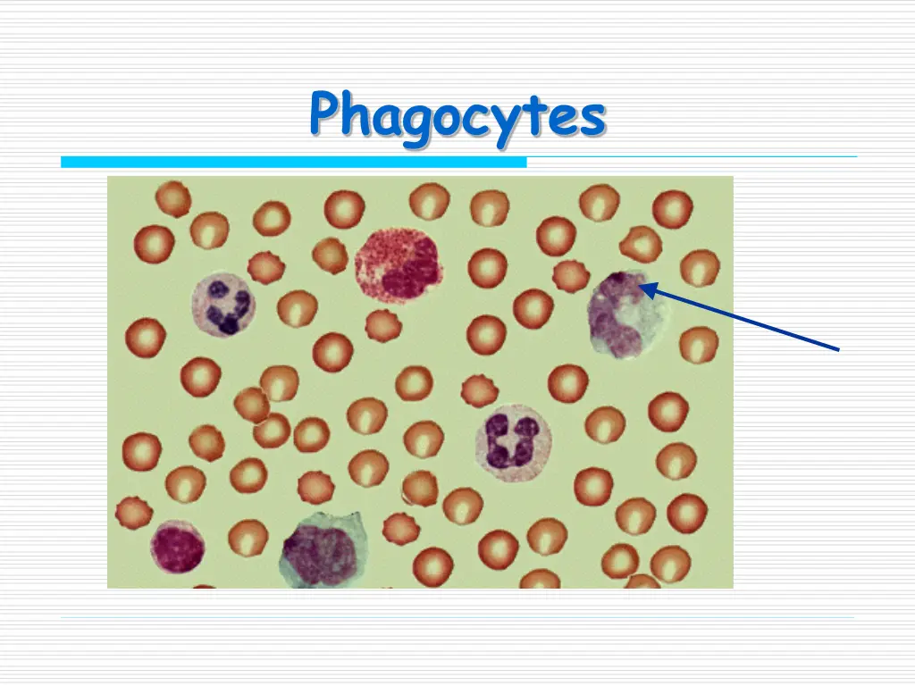 phagocytes