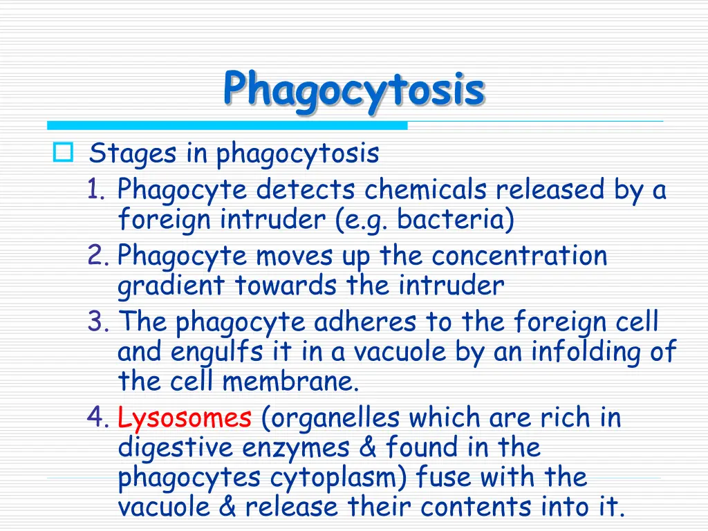 phagocytosis
