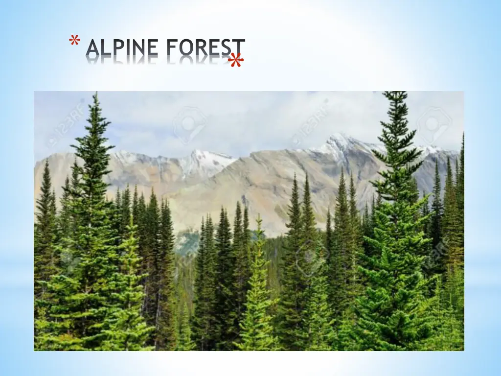 alpine forest 1