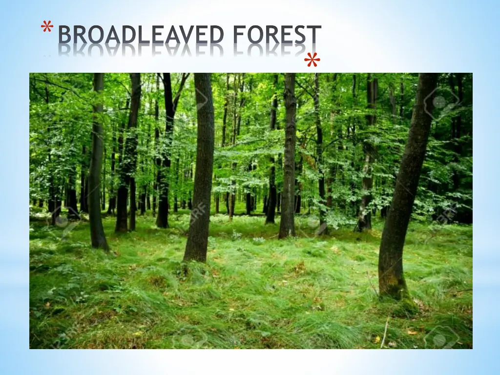 broadleaved forest 1