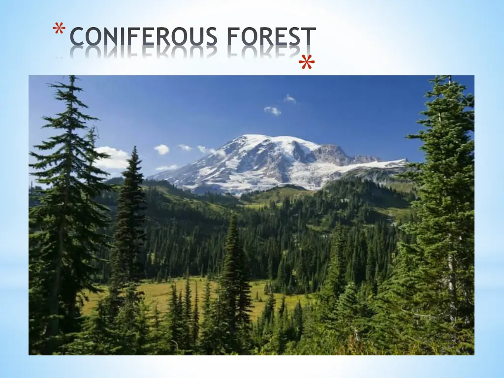 coniferous forest 1