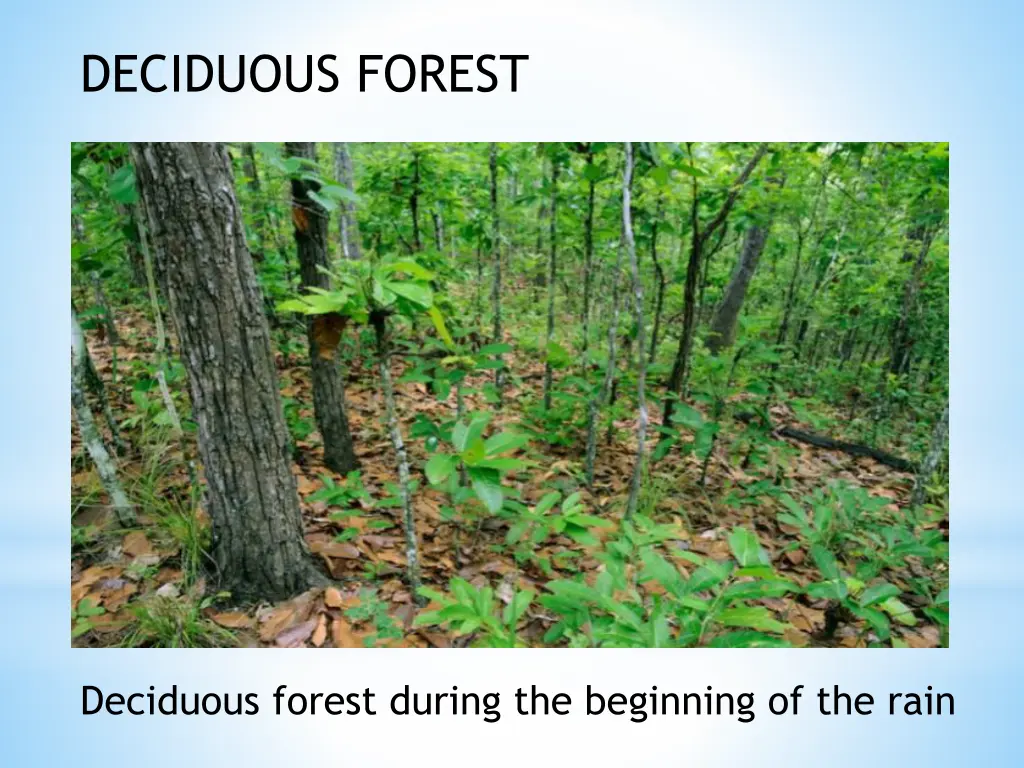 deciduous forest 1