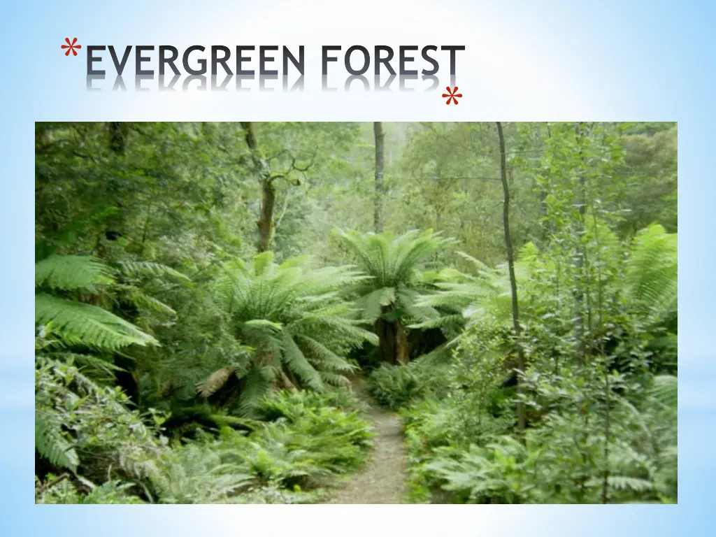 evergreen forest 1