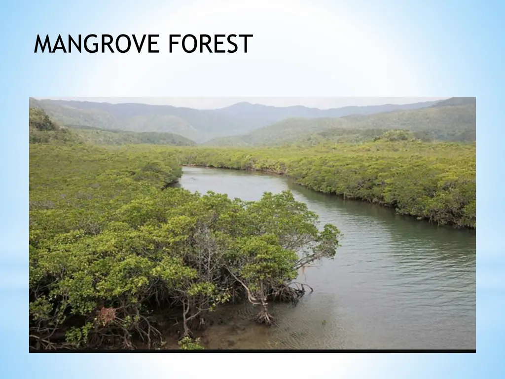 mangrove forest 1