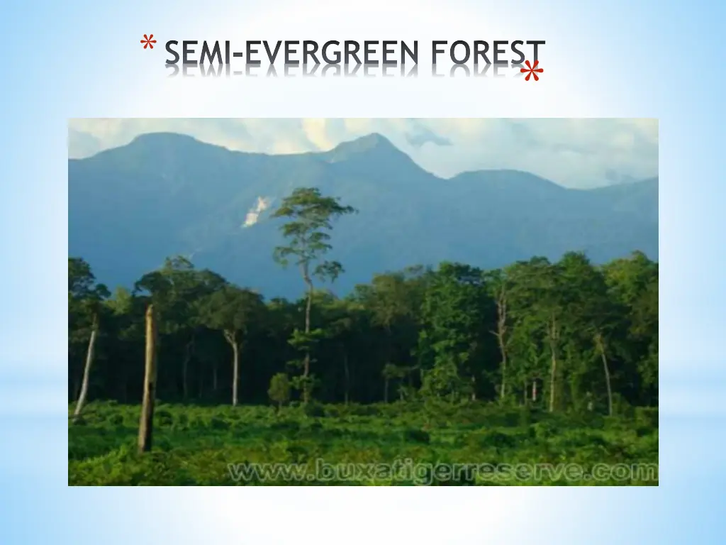 semi evergreen forest 1