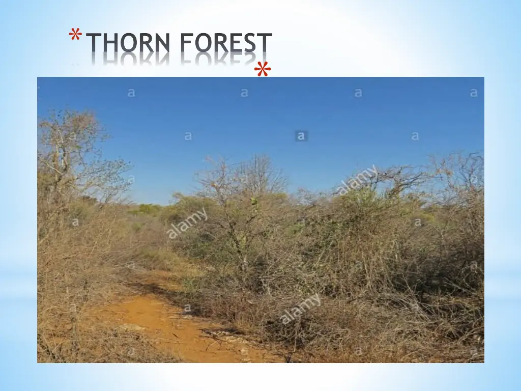 thorn forest 1
