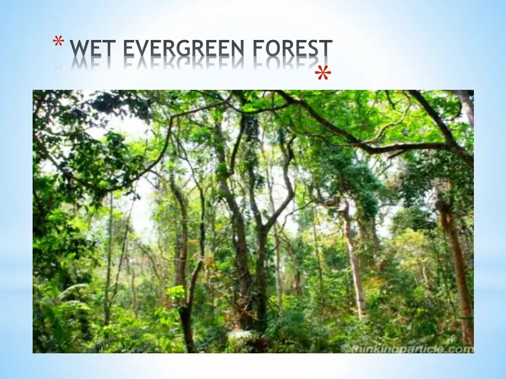 wet evergreen forest 1