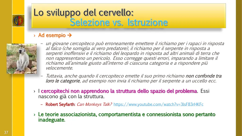 lo sviluppo del cervello lo sviluppo del cervello 11