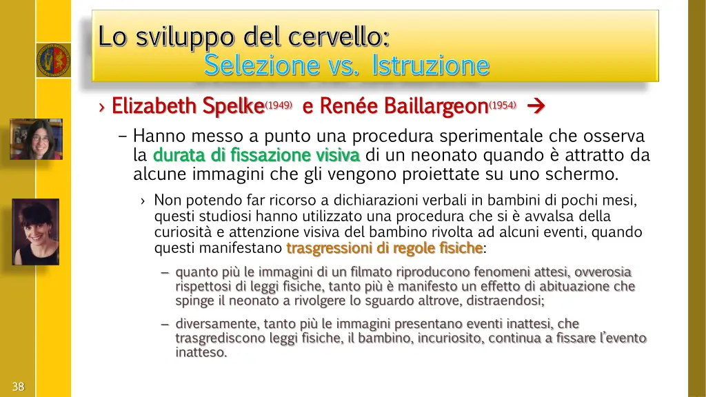 lo sviluppo del cervello lo sviluppo del cervello 12