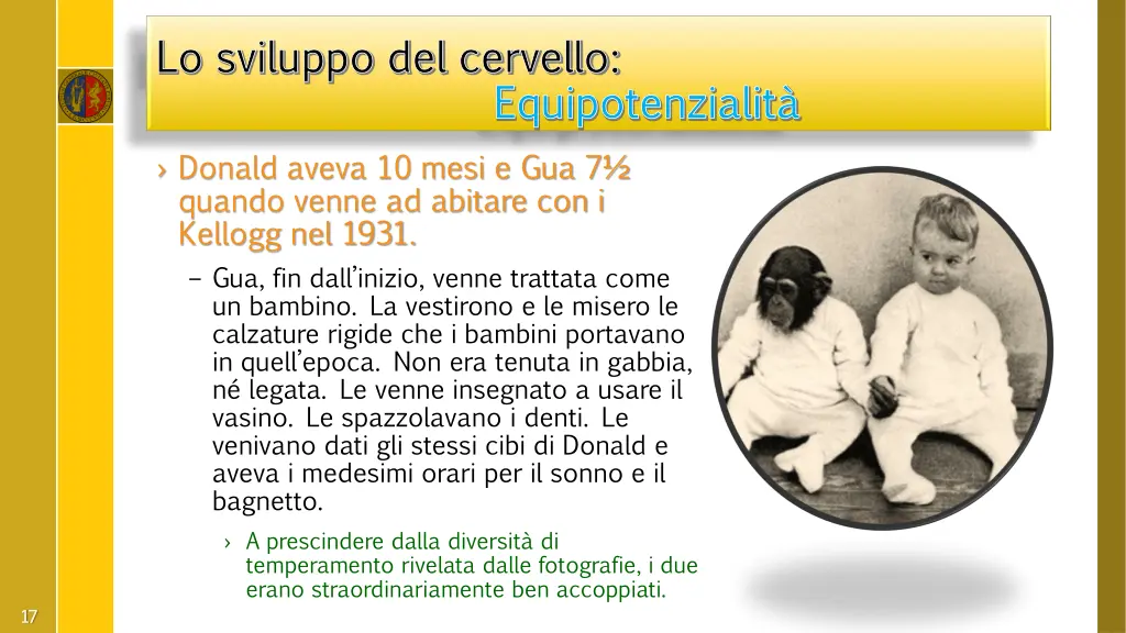 lo sviluppo del cervello lo sviluppo del cervello 2