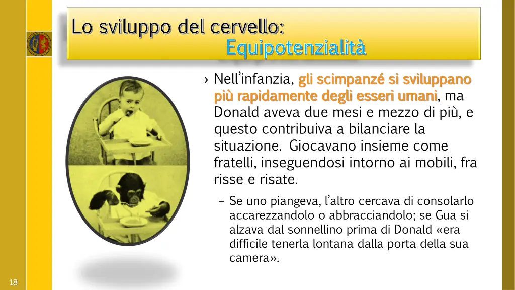 lo sviluppo del cervello lo sviluppo del cervello 3