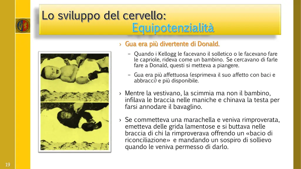 lo sviluppo del cervello lo sviluppo del cervello 4