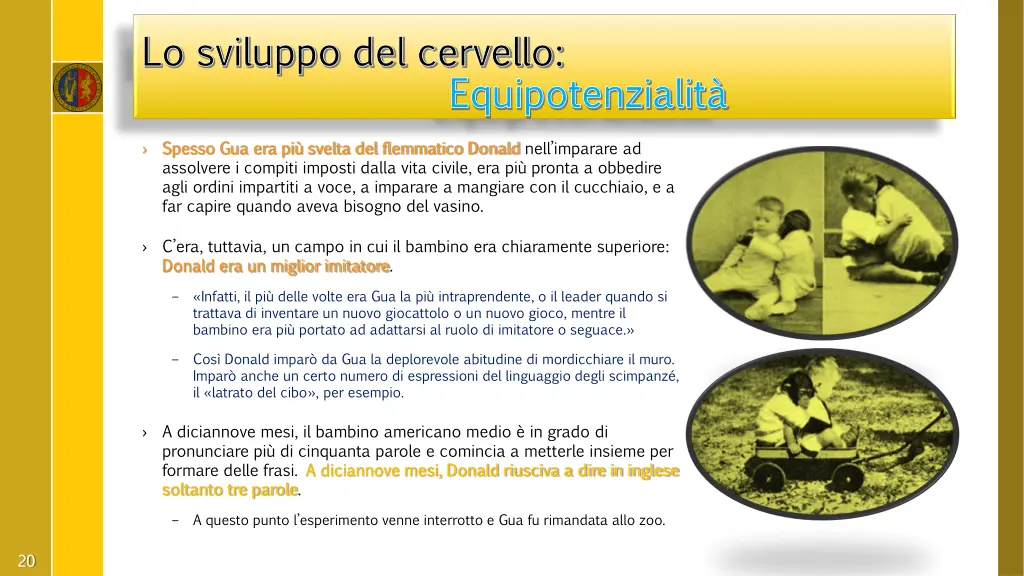 lo sviluppo del cervello lo sviluppo del cervello 5