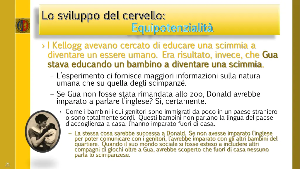 lo sviluppo del cervello lo sviluppo del cervello 6