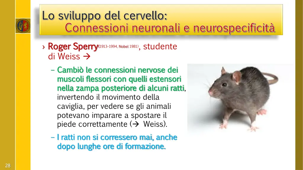 lo sviluppo del lo sviluppo del cervello 4