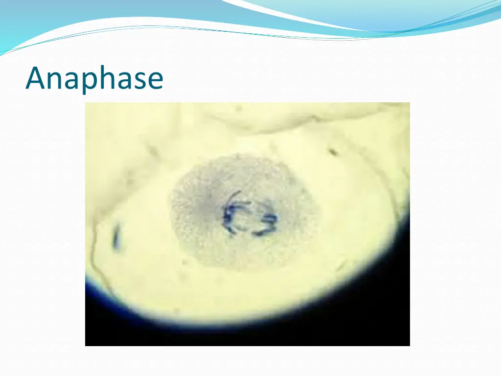 anaphase