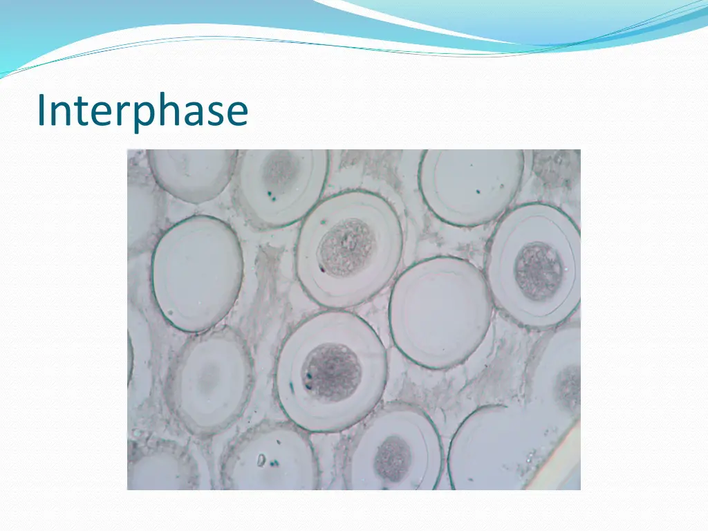 interphase