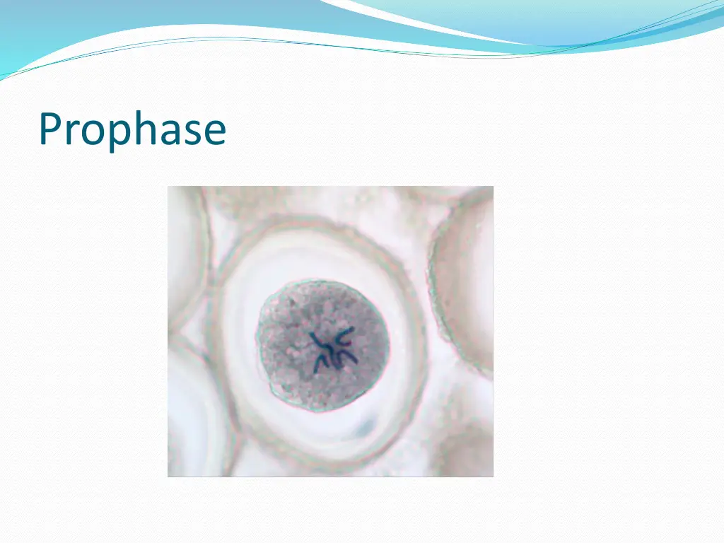 prophase