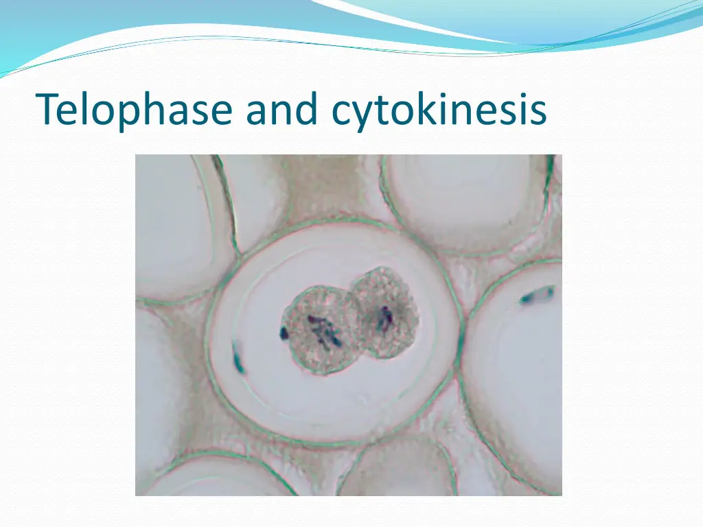 telophase and cytokinesis