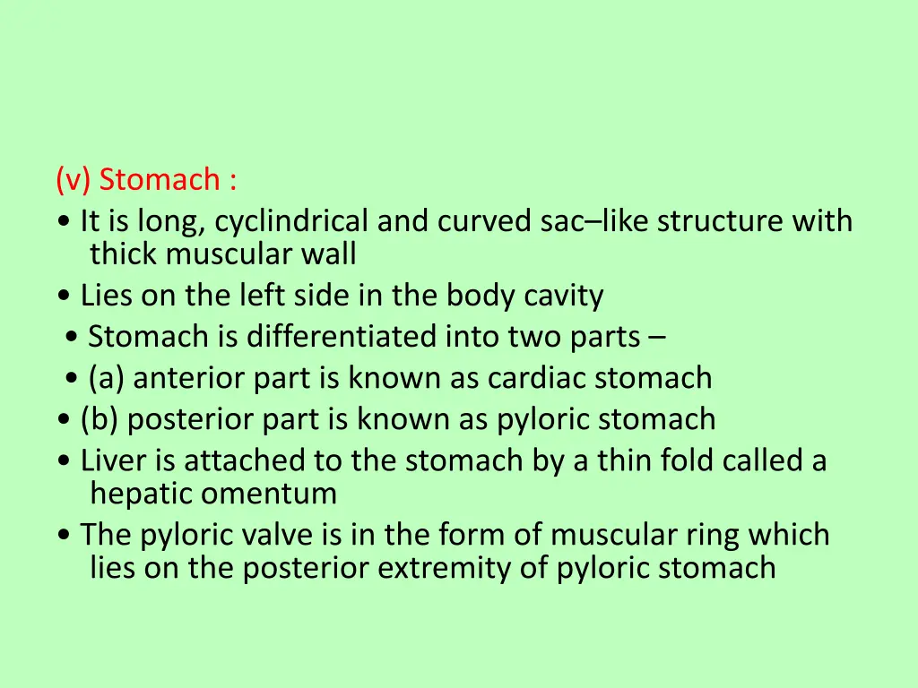 v stomach it is long cyclindrical and curved