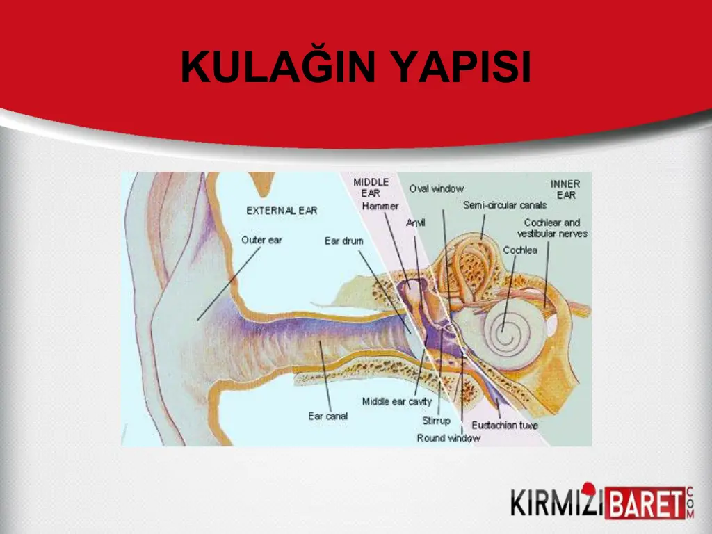 kula in yapisi