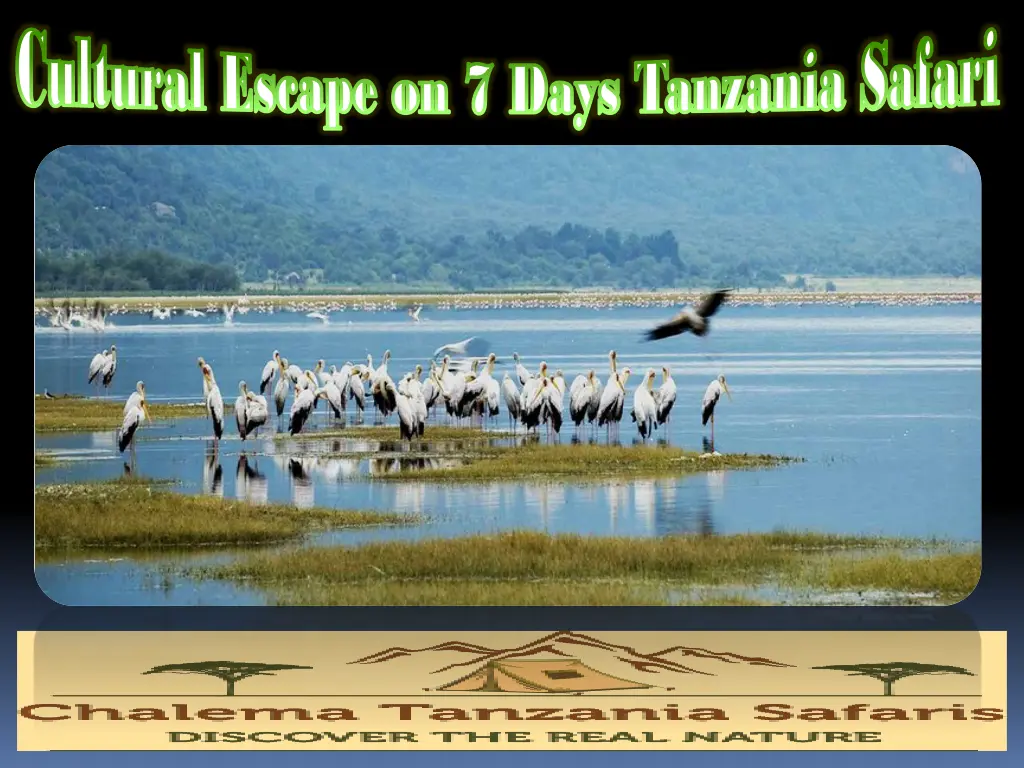 cultural escape on 7 days tanzania safari 2
