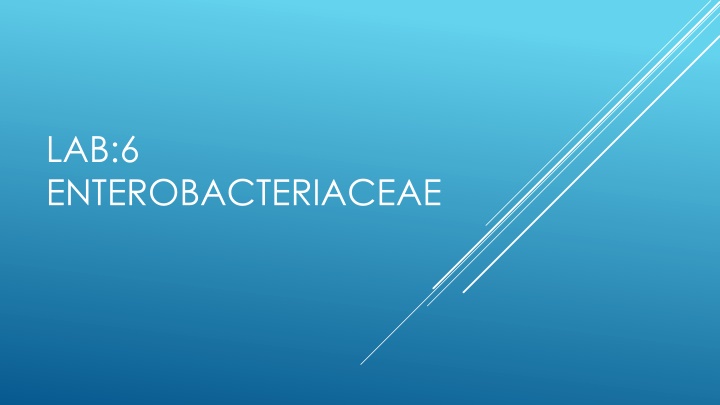 lab 6 enterobacteriaceae